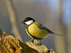 Cinege (Parus major)