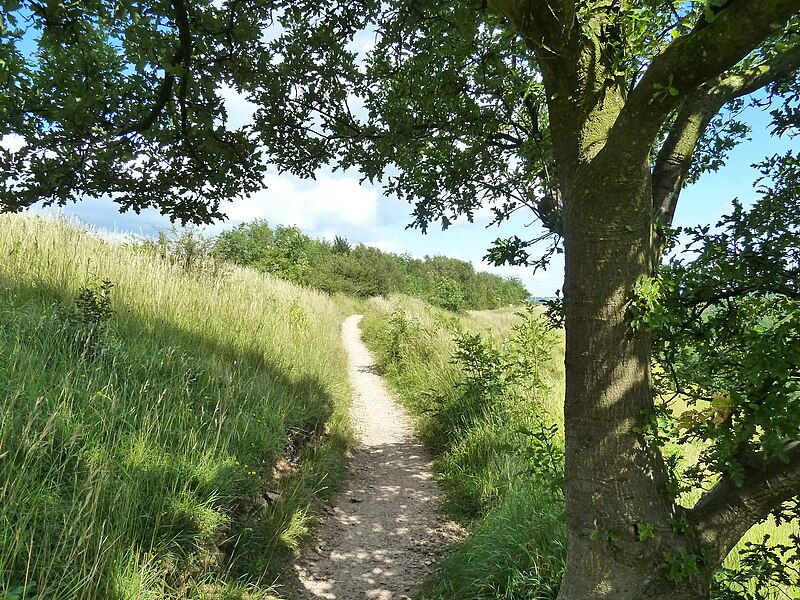 File:Path east from the viewpoint, Stinchcombe Hill - geograph.org.uk - 3056829.jpg