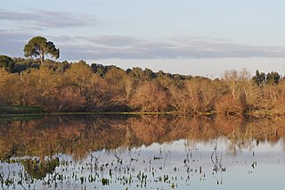 Boquilobo Bog Natural Reserve