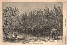 Picking Peaches in Delaware, from an 1878 issue of Harper's Weekly
