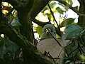 Peeping Dove (enhanced).jpg