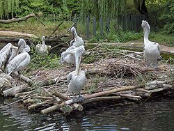 Pelecanus crispus01.jpg