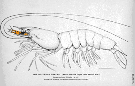 Decapod anatomy