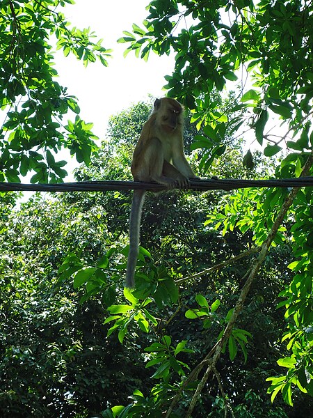 File:Penang Botanic Gardens (10).JPG