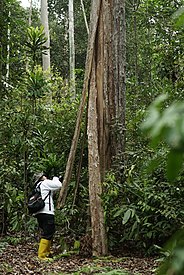 Perbandingan pohon dengan manusia di hutan Taman Nasional Bukit Tigapuluh, Jambi