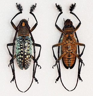 <i>Pericycos princeps</i> Species of beetle