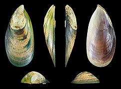 Perna perna (Brown Mussel), right valve