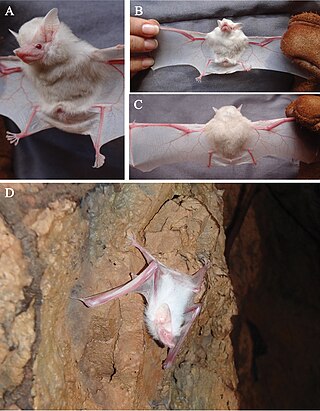 <i>Peropteryx</i> Genus of bats