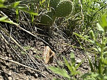 A piece of petrified wood in situ, Highlands Ranch, Colorado Petrified wood in situ, Cherokee Ranch forest.jpg