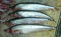 Phalacronotus apogon at the market in Bang rak, Bangkok