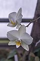 * Nomination Phalaenopsis amabilis (Moth Orchid) in the jardin botanique de Lyon, France. --Medium69 10:45, 20 October 2015 (UTC) * Decline If one whole flower were in focus, but neither is. Sorry! -- RaboKarbakian 00:13, 29 October 2015 (UTC)