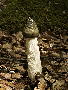 Phallus impudicus LC0235.jpg 