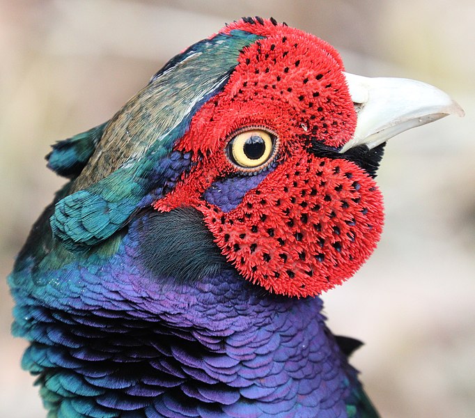 File:Phasianus versicolor robustipes male head.jpg