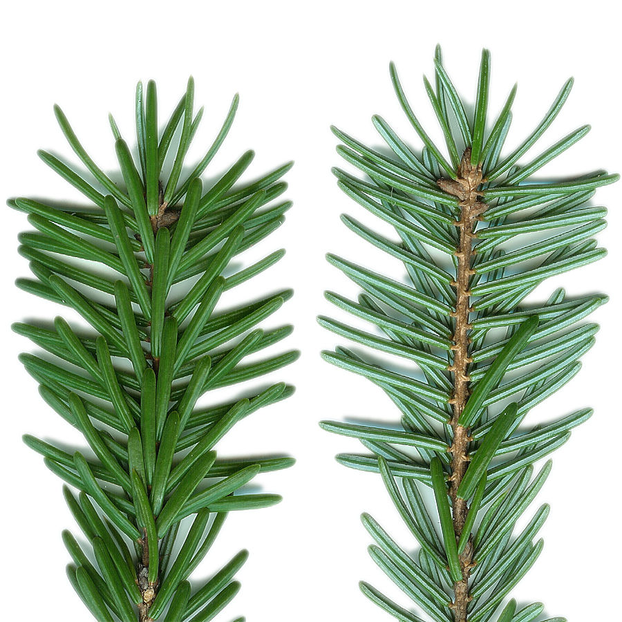 File:Picea omorika needles-buds adaxial abaxial.jpg