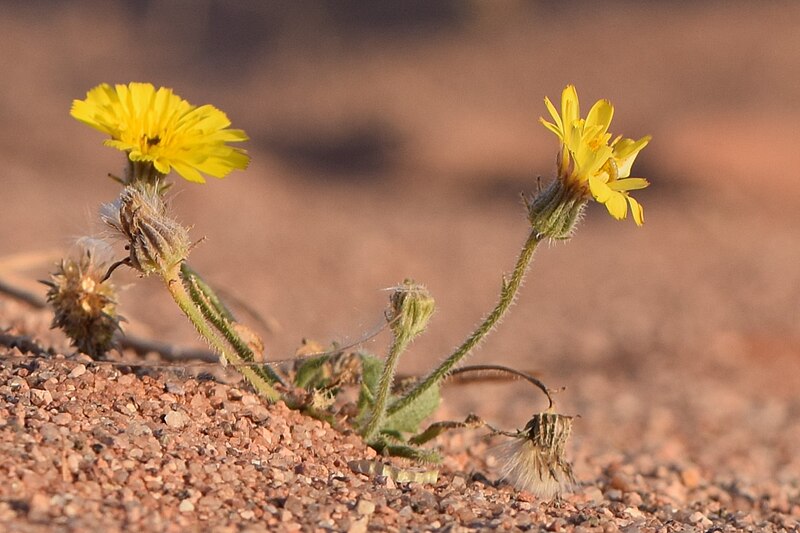 File:Picris cyanocarpa kz07.jpg