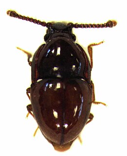 <span class="mw-page-title-main">Cryptophagidae</span> Family of beetles