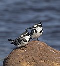 Миниатюра для Файл:Pied kingfishers (Ceryle rudis rudis) Botswana male (L) female (R) 2.jpg