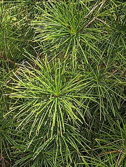 Pinetum Blijdenstein 12 - Sciadopitys verticillata.jpg