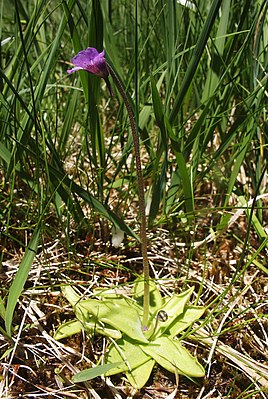 Butterwort (Pinguicula vulgaris)