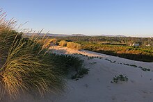 Maritime pine forest in the Coastal Park in Esposende, Northern Portugal as seen from the foredunes. Pinheiro bravo Parque Litoral.jpg