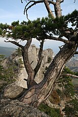 P. nigra subsp. nigra var. pallasiana, Yalta, Crimea