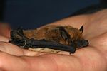 Thumbnail for Kuhl's pipistrelle