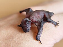 Newborn common pipistrelle, Pipistrellus pipistrellus Pipistrellus pipistrellus baby.jpg