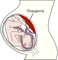 Сочинение по теме Пройти огонь, воду и медные трубы