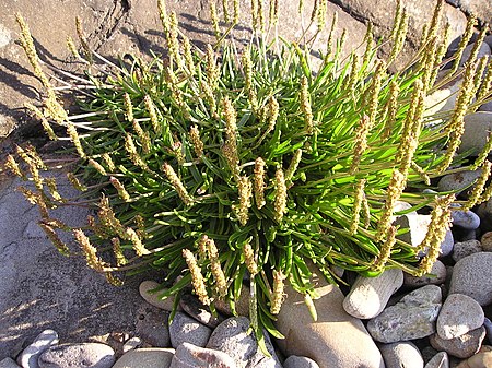 Plantago_maritima