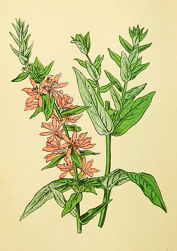 Plantenschat1898 254 122 Kattestaart of Partijke.—Lythrum salicaria.jpg