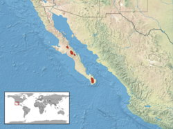 Plestiodon lagunensis distribution.png