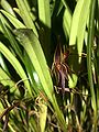 Pleurothallis allenii habitus