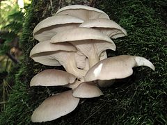 Pleurotus ostreatus - Вешенка в oyster.jpg