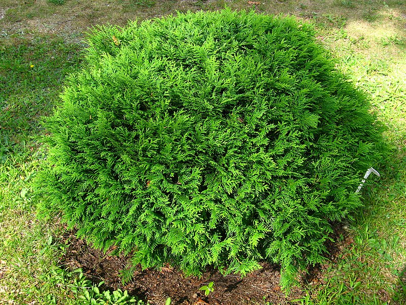 File:Podlaskie - Suprasl - Kopna Gora - Arboretum - Thuja occidentalis 'Hoseri' - plant.JPG