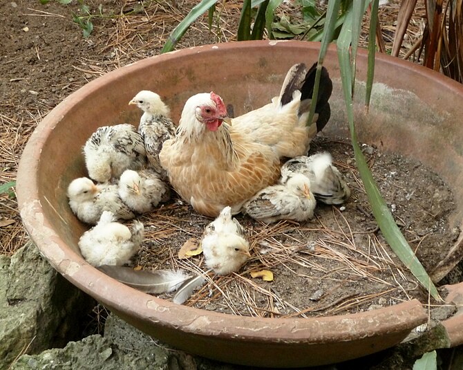 English: Chicken hen (Gallus gallus domesticus...