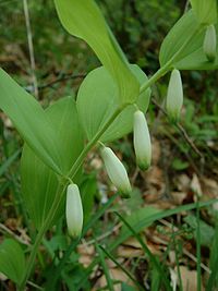 Polygonatum kenanga jfg.jpg