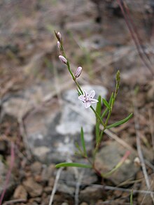 Polygonum majus-5-26-04.jpg