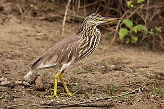 <span class="mw-page-title-main">Pond heron</span> Genus of birds