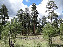 Ponderosa forest near Forest Lakes, Arizona. Ponderosa Forest.JPG