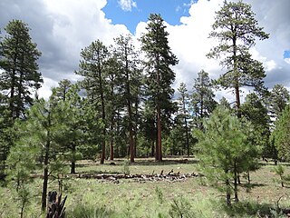 <span class="mw-page-title-main">Ponderosa pine forest</span>