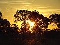 Por-do-sol no Pantanal de Miranda, MS.JPG