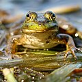 Portrait of a Canadian frog (6154649468).jpg