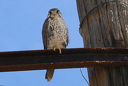 Prairie Falcon.jpg