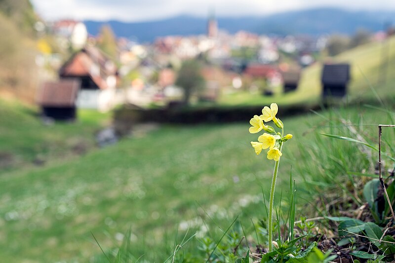 File:Primula Elatior (206737773).jpeg