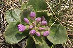 Primula villosa (Östliche Rotdrüsen-Primel) IMG 5399. jpg