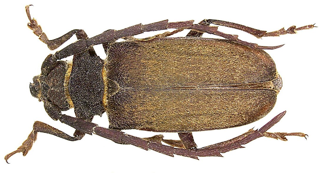 Prioninae