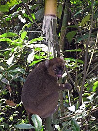 Prolemur szimbólum Cedric Girard-Buttoz.jpg