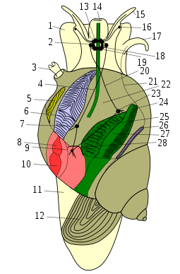 The anatomy of an aquatic snail with a gill, a male prosobranch gastropod: Note that much of this anatomy does not apply to gastropods in other clades.
Light yellow - body
Brown - shell and operculum
Green - digestive system
Light purple - gills
Yellow - osphradium
Red - heart
Pink -
Dark violet -
foot
cerebral ganglion
pneumostome
upper commissure
osphradium
gills
pleural ganglion
atrium of heart
visceral ganglion
ventricle
foot
operculum
brain
mouth
tentacle (chemosensory, 2 or 4)
eye
penis (everted, normally internal)
esophageal nerve ring
pedal ganglion
lower commissura
vas deferens
pallial cavity / mantle cavity / respiratory cavity
parietal ganglion
anus
hepatopancreas
gonad
rectum
nephridium Prosobranchia male.svg