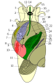 Pisipilt versioonist seisuga 21. oktoober 2009, kell 07:41