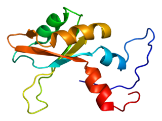 <span class="mw-page-title-main">RBM23</span> Protein-coding gene in the species Homo sapiens